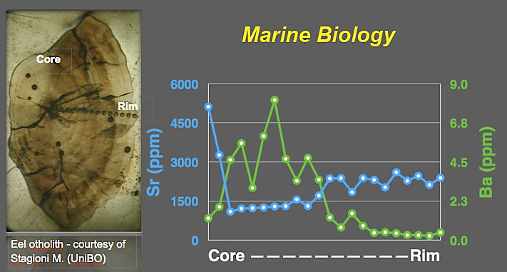 Ba and Sr variations (ppm) from core to rim of Eel otolith (photo courtesy of Dr. Marco Stagioni UniBO)
