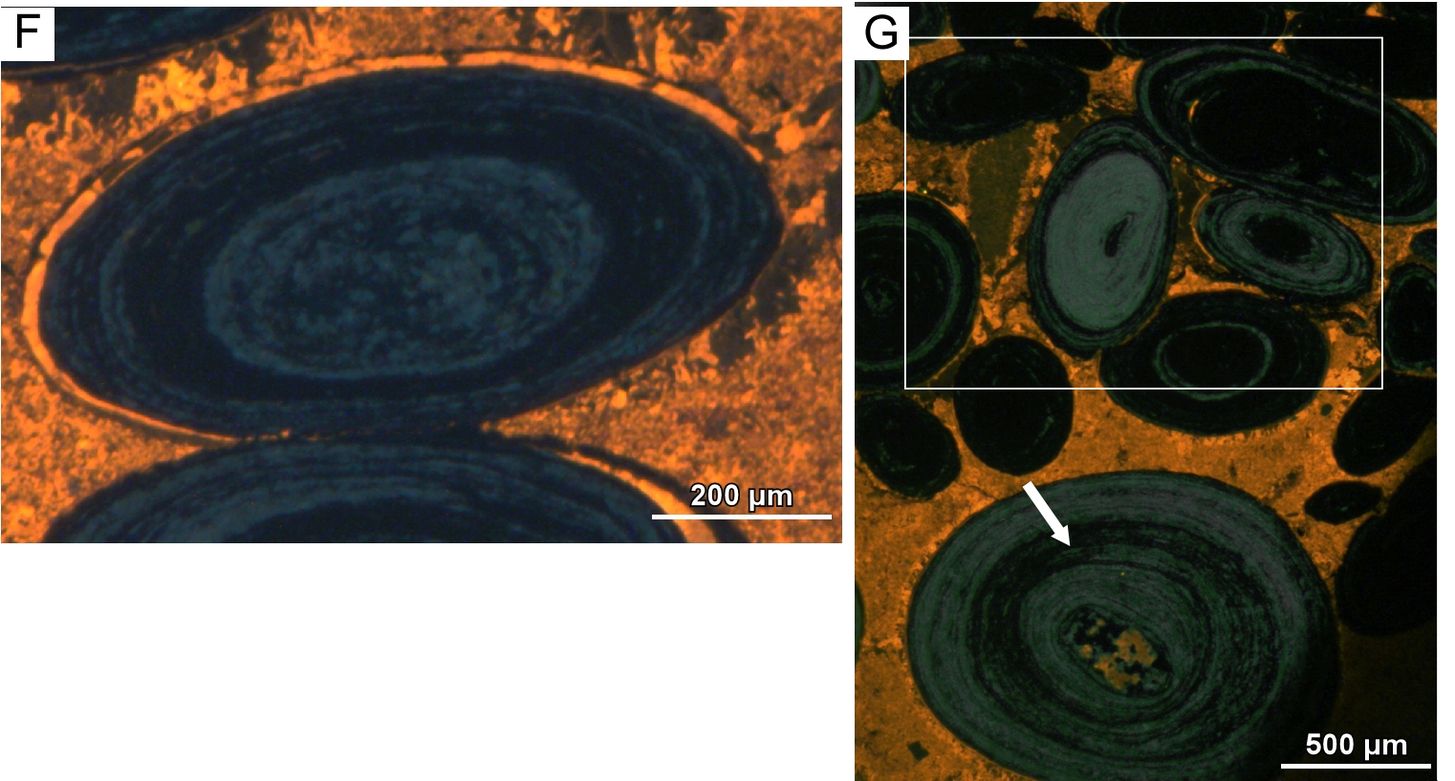 CL images of Lower Cretaceous mixed Fe-oxide-phosphate ooids from Maritime Alps