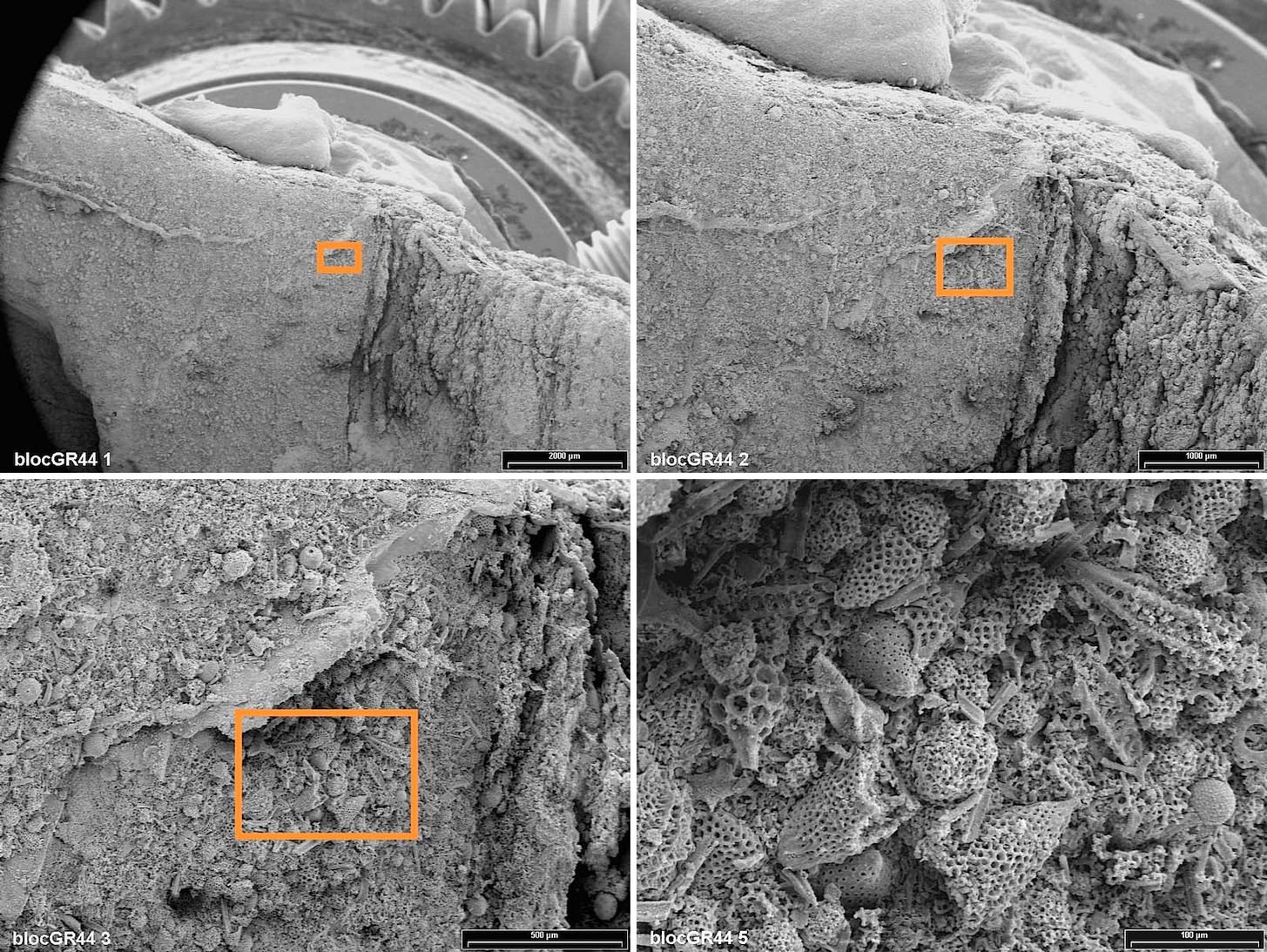 A piece of radiolarian cherts etched with hydrofluoric acid 