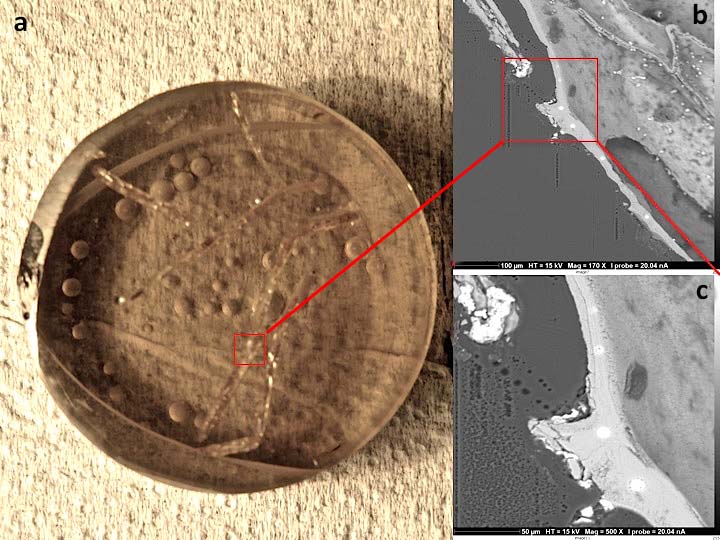 a) A Cellaria diversa bryozoan specimen mounted in a 1 inch resin mount for EMPA analyses during a master thesis on the effect of ocean acidification on Antarctic bryozoan. (b, c) BSE images of the Cellaria diversa carbonatic cell; the white marks are pro