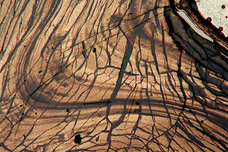 Polished thin section of a shell showing rhythmic growth rings. Chemical analysis across the shell was used to investigate changing environmental conditions during growth