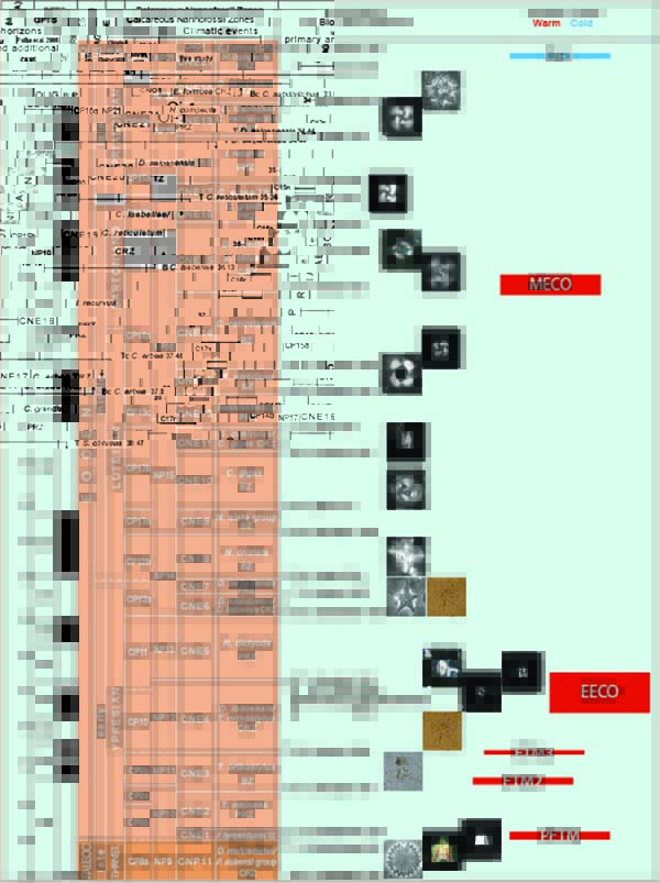 Schema biozonale dell’Eocene secondo Agnini et al. 2014, con le specie di nannofossili calcarei utilizzati come bioorizzonti e I principali eventi climatici. Per i dettagli vedere Agnini et al. 2014 - Biozonation and biochronology of Paleogene calcareou