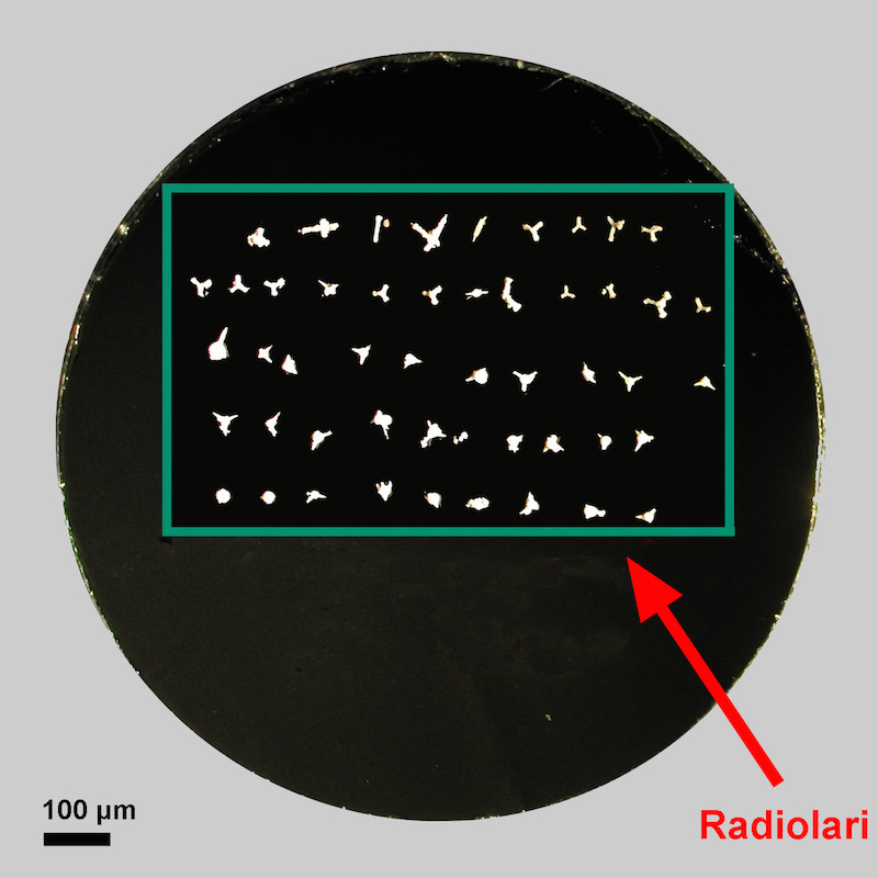The radiolarians mounted on the stub with a carbon conductive tab