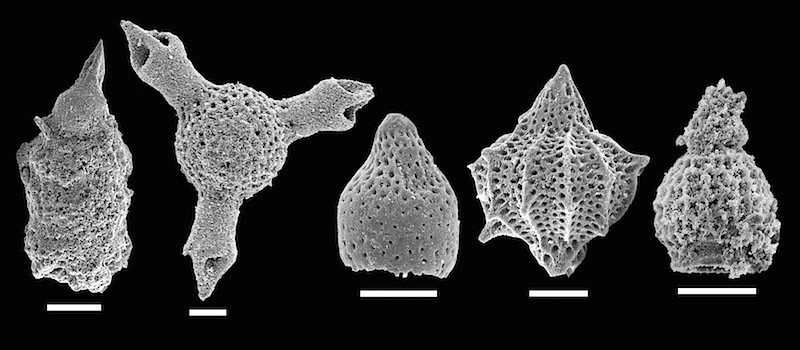  Mesozoic radiolarians photographed using a scanning electron microscope, scale bar 50 μm