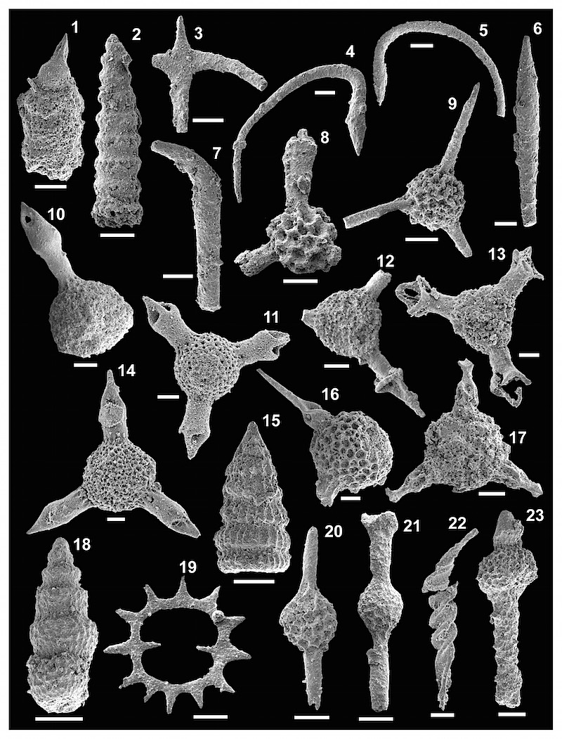 Middle and Late Triassic radiolarians (Koziakas, Greece) photographed using a scanning electron microscope, scale bar 50 μm