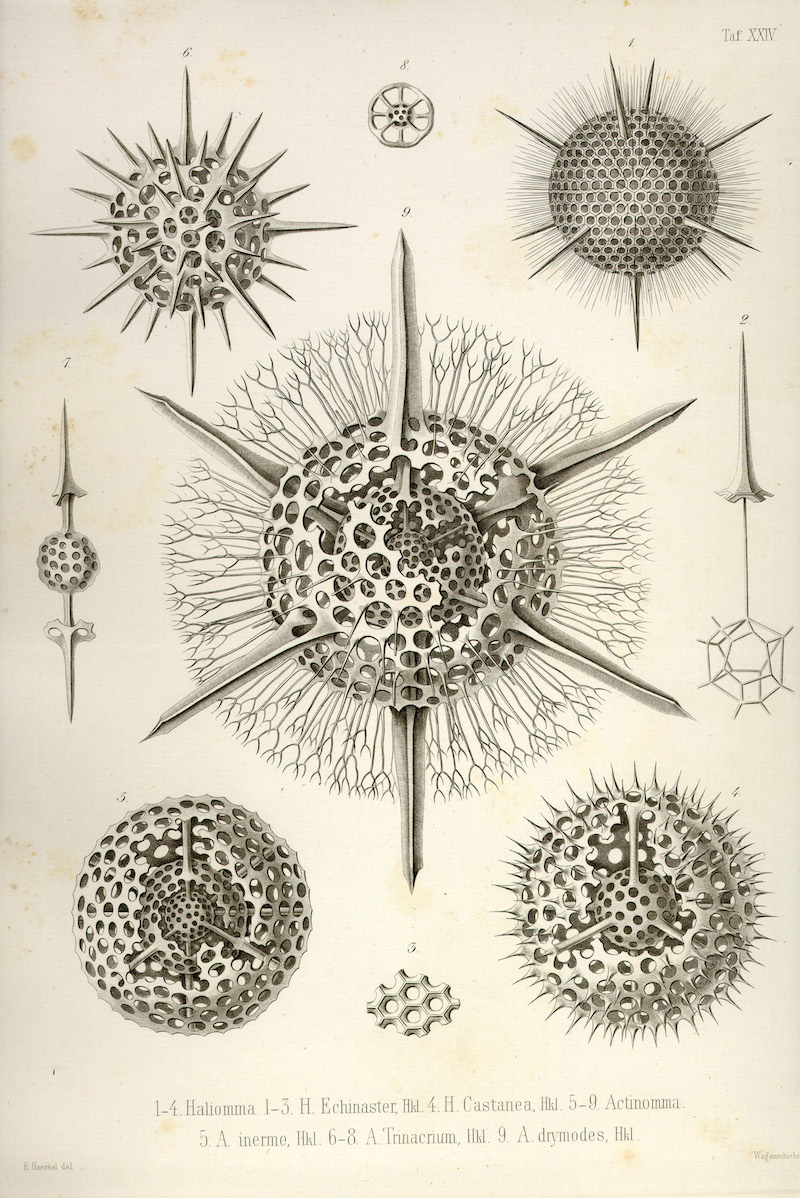Radiolarians, Haeckel 1862 - Plate XXIV