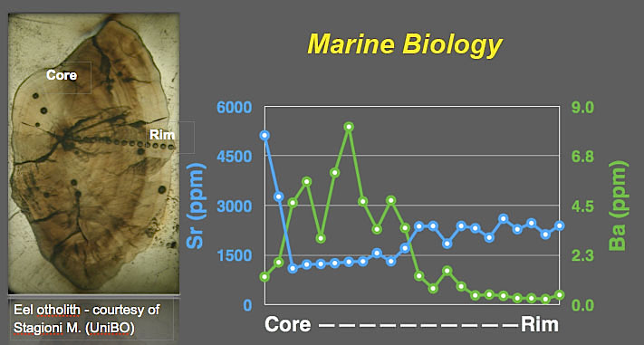 Variazione del Ba e dello Sr (ppm) dal nucleo al bordo di un otolite di Anguilla (Foto dell’otolite del Dott. Marco Stagioni, UniBo)